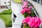 Flower pots with beautiful blooming geranium along balcony railing. Cozy summer balcony with many potted plants