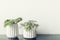 Flower pots on a black shelf