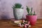 Flower pots and books on wooden table. Potted houseplants in stylish interior. Home decor.