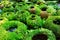 Flower pots covered with moss