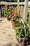 Flower pots on house deck