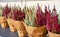 Flower pots with lavender. Close-up. Bright background.