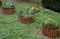 Flower pots with spring planting bulbs, daffodils for perennials. three pots cylinder shape on the lawn, covered with a wooden pal