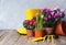 Flower potting background with flowers and garden tools