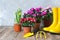 Flower potting and landscaping background with flowers and garden tools