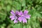 Flower Power - Amwell Nature Reserve