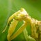 Flower praying mantis