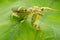 Flower praying mantis