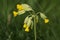 The flower of a pretty wild Cowslip plant, Primula veris, growing in a meadow in the UK, in spring.