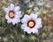 Flower of prickly pear