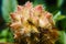 Flower prickly shrub in the field