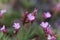 Flower of a prickly thrift, Acantholimon glumaceum