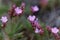 Flower of a prickly thrift, Acantholimon glumaceum