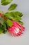 The flower of the protea lies on a gray background close-up.