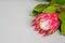 The flower of the protea lies on a gray background close-up.