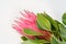 The flower of the protea lies on a gray background close-up.