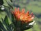 Flower of protea, south africa