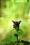 Flower prunella vulgaris