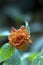 Flower Psychotria ruelliifolia in bloom
