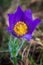 Flower of Pulsatilla patens at spring day. Vertical view of Eastern pasqueflower. Cutleaf anemone in nature.