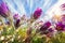 Flower Pulsatilla. Purple buds and flowers Pulsatilla against the blue sky in spring.