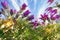 Flower Pulsatilla. Purple buds and flowers Pulsatilla against the blue sky in spring.