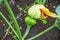 Flower Pumpkin, Pumpkin in Thailand, Pumpkin in asian