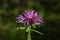 Flower Purple Black Knapweed