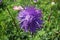 Flower of purple China aster with thread-like petals