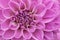 Flower purple chrysanthemum close up
