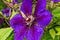 Flower of purple clematis