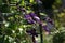 Flower purple clematis close-up. Flower Clematis varieties Rasputin