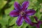 Flower purple clematis close-up. Petals with a red stripe. Flower Clematis varieties Mrs. N. Thompson.