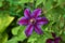 Flower purple clematis close-up. Petals with a red stripe. Flower Clematis varieties Mrs. N. Thompson.