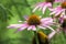 Flower of purple coneflower