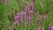 Flower purple crybaby grass