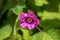 Flower of a purple flowered raspberry, Rubus odoratus