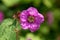 Flower of a purple flowered raspberry, Rubus odoratus