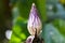 Flower purple of Flowering banana growing in tropical forest in Malaysia, Asia