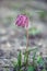 Flower Purple Fritillaria meleagris or chess flower