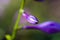 Flower purple hosta growing in the summer garden