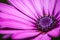 Flower purple, magenta with details of pistils