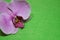 Flower purple orchid on green macro background photo world botany floristry