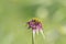 Flower of a purple salsify, Tragopogon porrifolius