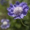 Flower purple scabiosa