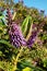 Flower purple speedwell