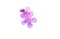 Flower purple violet nature isolated colorful