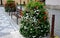 flower pyramid in the urban environment in the pedestrian zone blooms red and white annuals this is a seasonal ornamental column