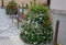 Flower pyramid in the urban environment in the pedestrian zone blooms red and white annuals this is a seasonal ornamental column