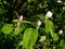 Flower Quince (Cydonia oblonga)